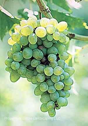 Grape Villard Blanc no border